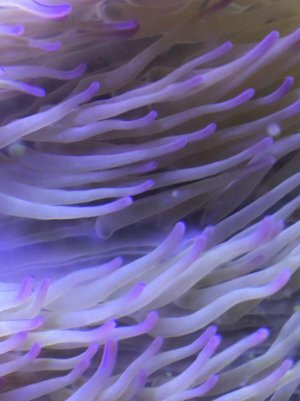 TaylorT anemone.jpg