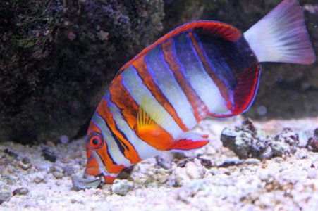 HarlequinTusk2016080802.jpg