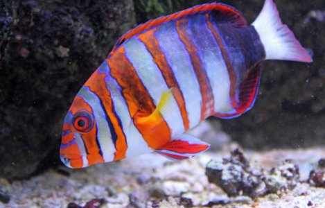 HarlequinTusk2016080803.jpg