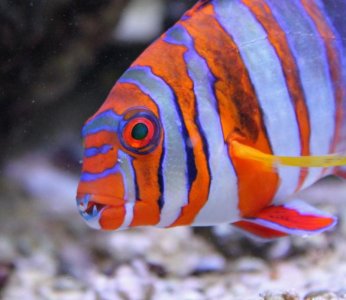HarlequinTusk2016080804.jpg