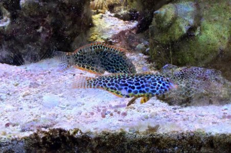 Leopard2016070501.jpg