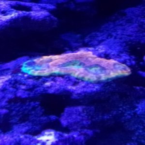 acan reefcentral.jpg