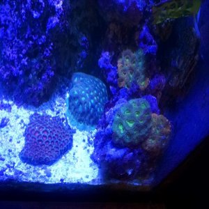 grown acan.jpg