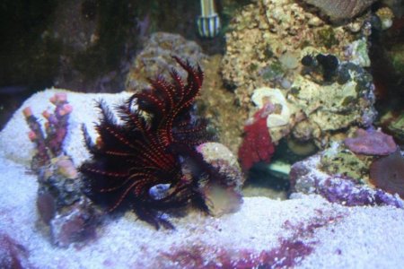 Feather star.jpg