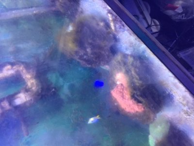 Blue damsel and yellow fish.JPG