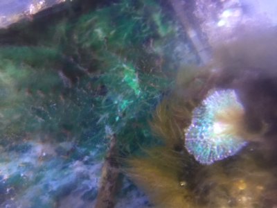 large greeen hairy mushrooms.JPG