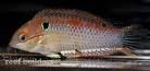 flame leopard wrasse.jpg