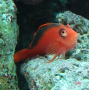 come hither cecile.jpg