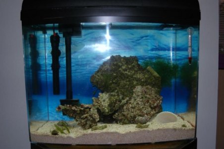 fish tank 039.jpg