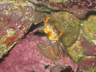 reeftank 016.jpg