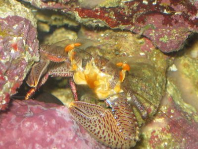 reeftank 018.jpg