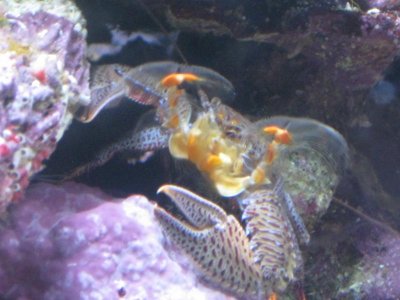 reeftank 021.jpg