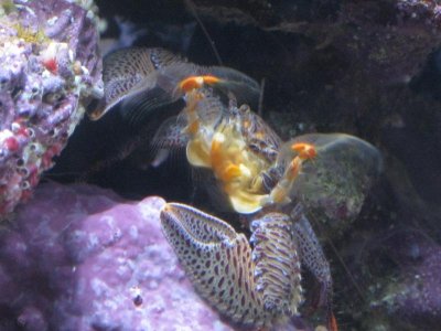 reeftank 023.jpg