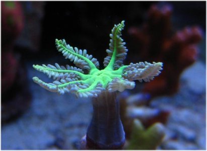 clove cropped daylight.jpg