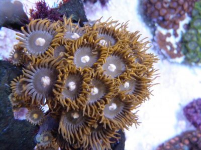 Tonga Ring of Fire Zoanthid.jpg
