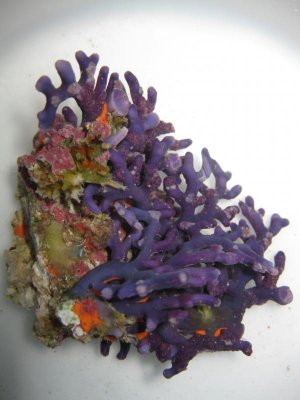 reeftank 012.jpg
