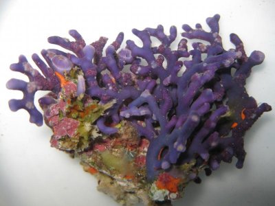 reeftank 019.jpg