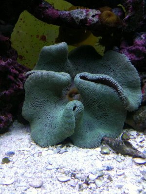 reef 070.jpg