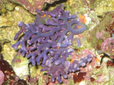 reeftank 048.jpg