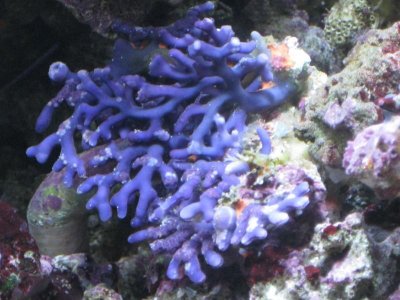 reeftank 049.jpg