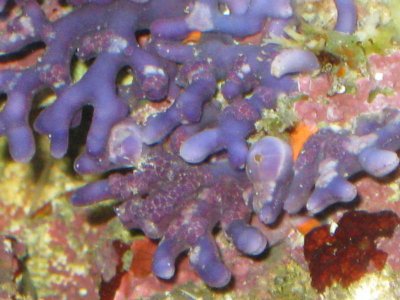 reeftank 069.jpg