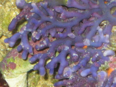 reeftank 079.jpg