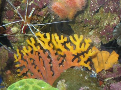 reeftank 080.jpg