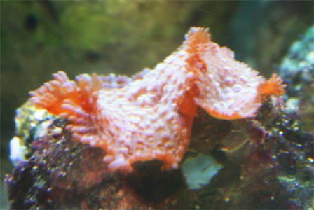 mushroom.jpg
