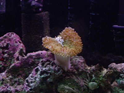 new 46 gaL 003.jpg