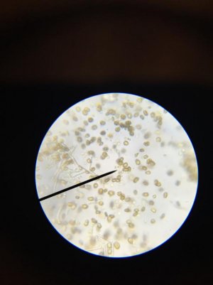 microscopea.jpg