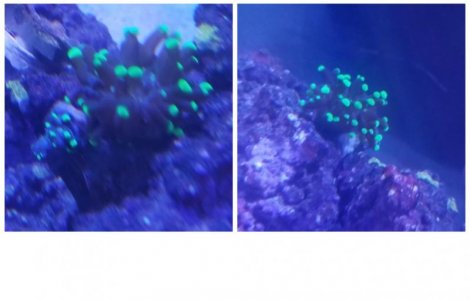 Frogspawn Update.jpg