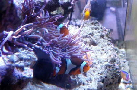 A. percula 2 2016-08-12 1640.jpg