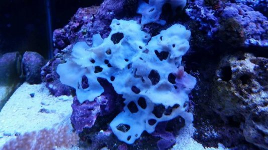 Sponge-8-17-2016-1.jpg