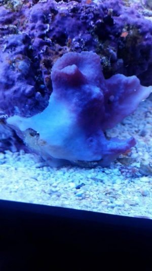 Sponge-8-17-2016-2.jpg