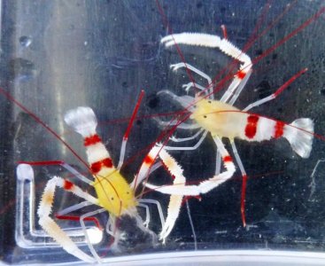 Stenopus zanzibaricus 1.1c.jpg