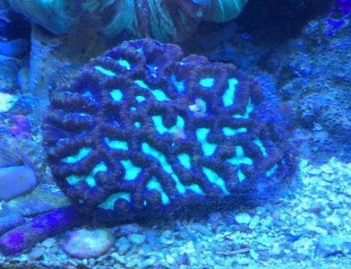 maze coral.jpg