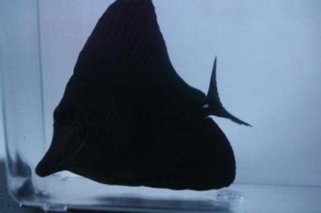 black tang.jpg