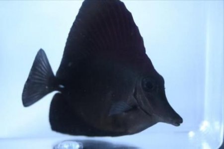 black tang 2.jpg