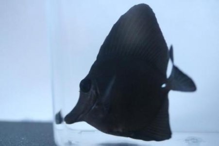 black tang 3.jpg