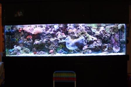 aquarium 003a.jpg