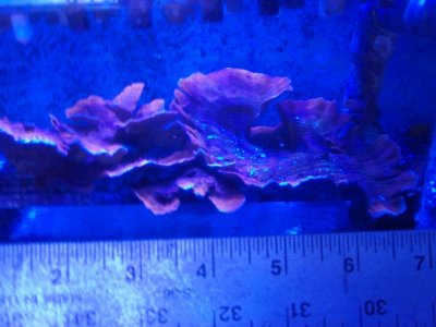 Orange Gold Monti Cap.jpg