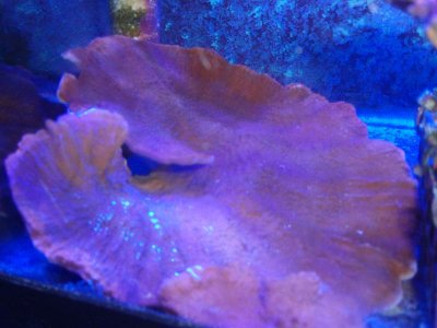 Orange Monti Cap (2).jpg