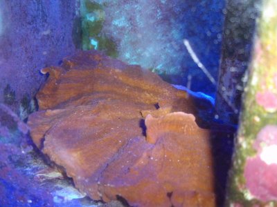 Orange Monti Cap 3.jpg