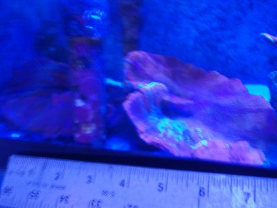 Orange Monti Cap.jpg