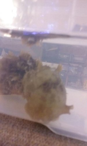 IMG-20160831-WA0009.jpg