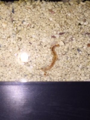 worm.jpg