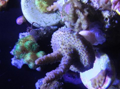 Acro White polyps.jpg