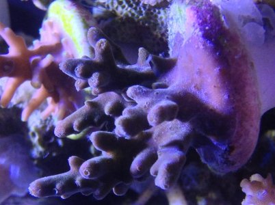 dark acro.jpg