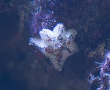 Unknown Star.jpg