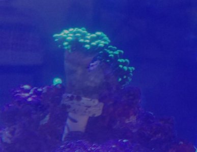 frogspawn first day.jpg